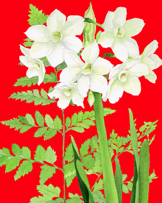 Winter Whites (red background)