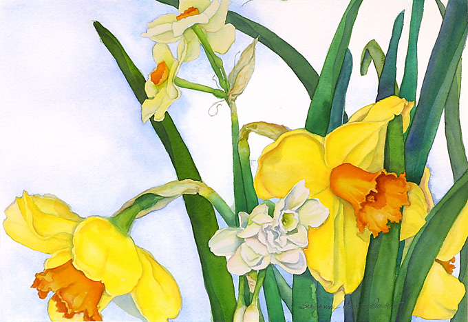 Donna's Daffodils