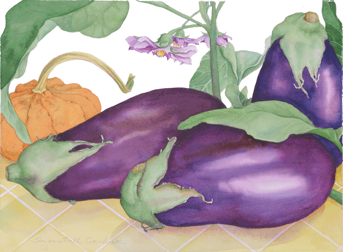 Eggplant from the Vine