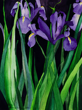 Field of Iris