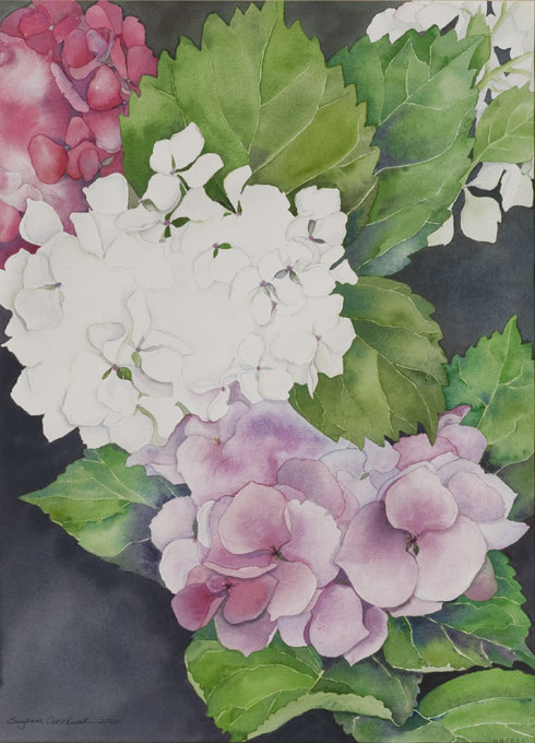 Hydrangeas