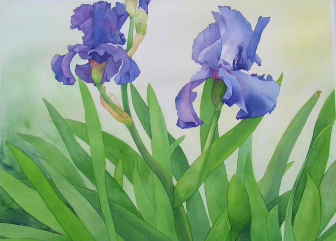 Two Iris