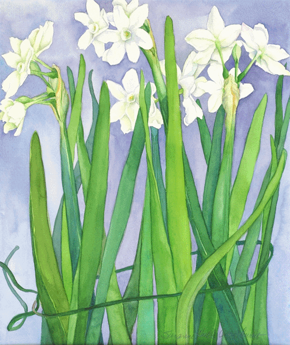 Paper Whites