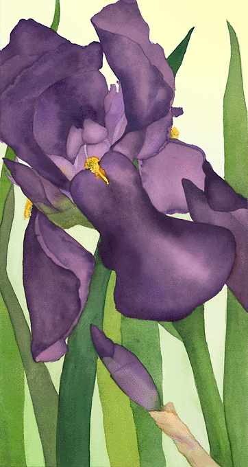 Purple Iris