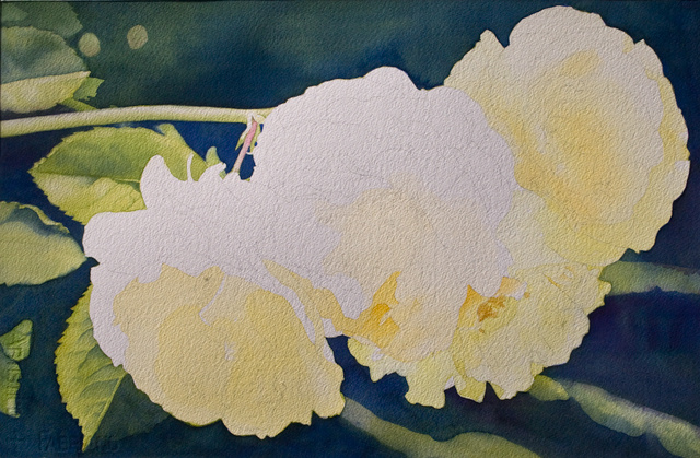Honeymoon Roses - Day 4