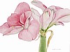 Pink Amaryllis