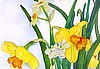 Donna's Daffodils