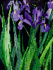 Field of Iris