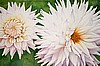 White Dahlias