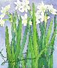 Paper Whites