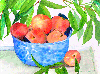 Summer Peaches in Bowl