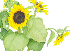 Towering Sunflower